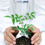 Vitroplant