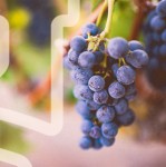Logo Design for Rome Wineland