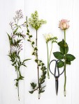 Still Life Photoediting