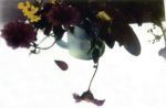 Portfolio Grafica, Web Design, Fotografia, Costume jewelry design