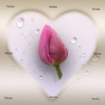 tulip
