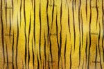 tigger texture