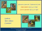 Gould Cadorago