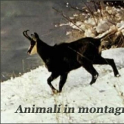ivogerva
